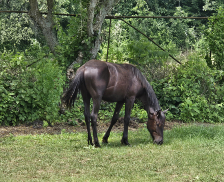 HorseID: 2307500 Maeve - PhotoID: 1091446