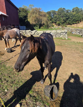 HorseID: 2307500 Maeve - PhotoID: 1091447