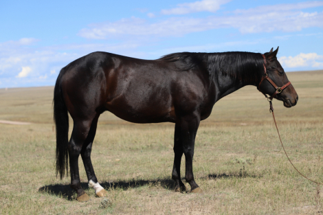 HorseID: 2307503 Premium Playgun - PhotoID: 1091448