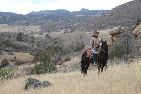 HorseID: 2307503 Premium Playgun - PhotoID: 1091449