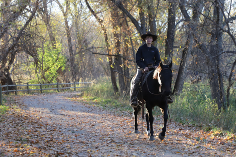 HorseID: 2307503 Premium Playgun - PhotoID: 1091450