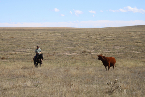 HorseID: 2307503 Premium Playgun - PhotoID: 1091451