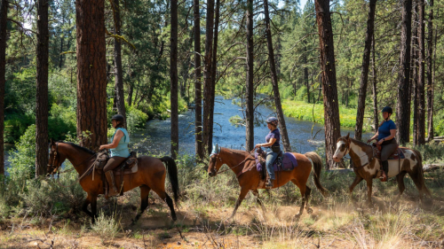 HorseID: 2307506 Ricky Many Spots - PhotoID: 1091483