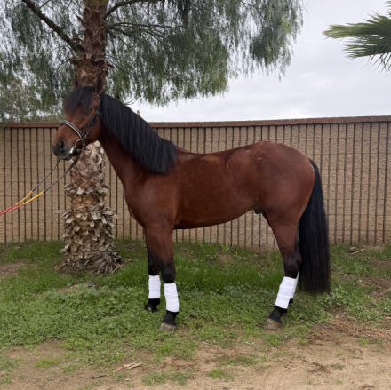 HorseID: 2307510 Peter - PhotoID: 1091453