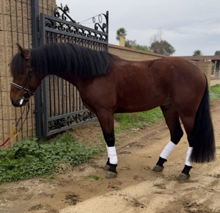 HorseID: 2307510 Peter - PhotoID: 1091454