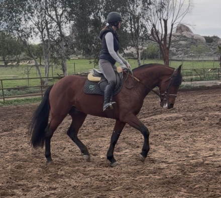 HorseID: 2307510 Peter - PhotoID: 1091456