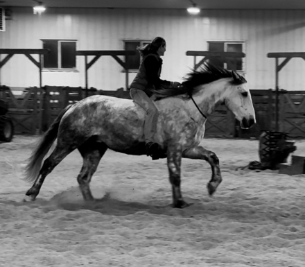 HorseID: 2307516 Century Hill’s No Good Deed - PhotoID: 1091458