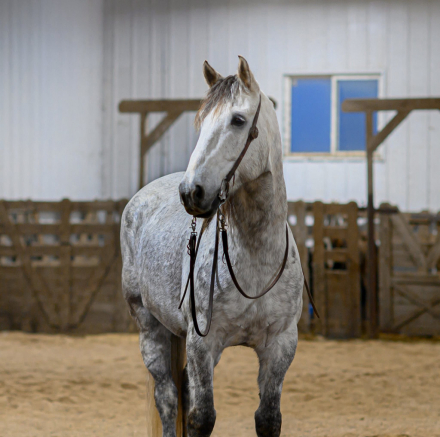 HorseID: 2307516 Century Hill’s No Good Deed - PhotoID: 1091459