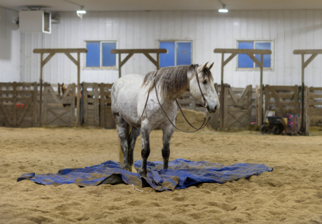 HorseID: 2307516 Century Hill’s No Good Deed - PhotoID: 1091460