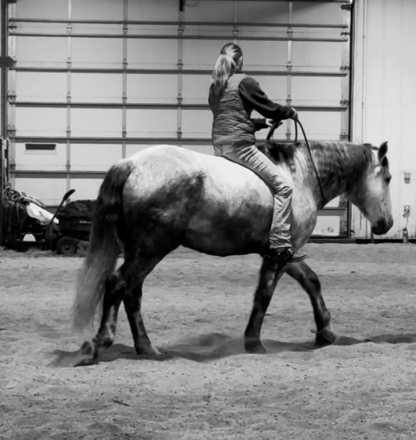 HorseID: 2307516 Century Hill’s No Good Deed - PhotoID: 1091461