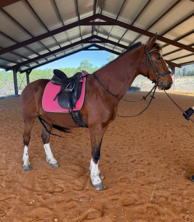 HorseID: 2307519 Emmy Lou - PhotoID: 1091464