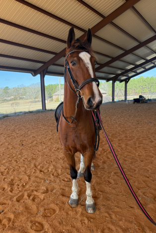 HorseID: 2307519 Emmy Lou - PhotoID: 1091466