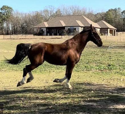 HorseID: 2307519 Emmy Lou - PhotoID: 1091467