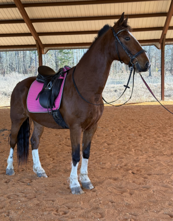 HorseID: 2307519 Emmy Lou - PhotoID: 1091468