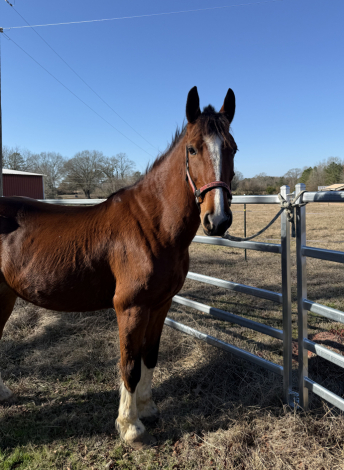 HorseID: 2307519 Emmy Lou - PhotoID: 1091469