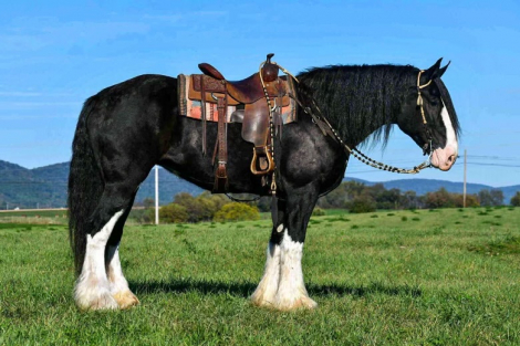 HorseID: 2307524 Tracy - PhotoID: 1091471