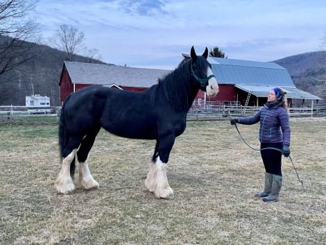 HorseID: 2307524 Tracy - PhotoID: 1091472