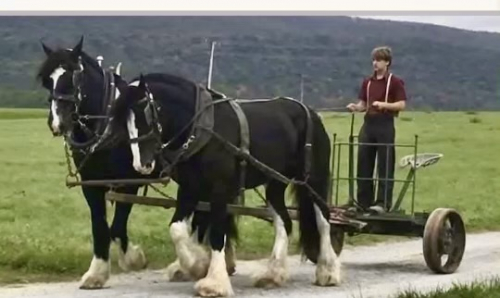 HorseID: 2307524 Tracy - PhotoID: 1091473