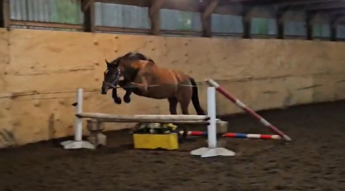 HorseID: 2307525 My Beautiful Day - PhotoID: 1091706