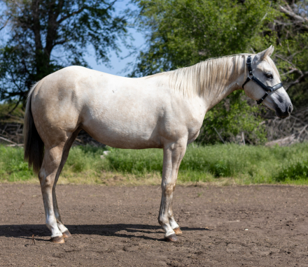 HorseID: 2307531 Invested In A Song - PhotoID: 1091482