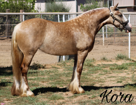 HorseID: 2307532 Dms royal kora - PhotoID: 1091486