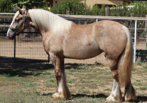 HorseID: 2307532 Dms royal kora - PhotoID: 1091487