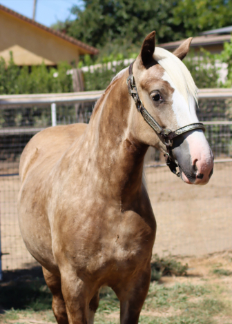 HorseID: 2307532 Dms royal kora - PhotoID: 1091489