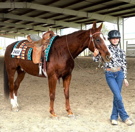 HorseID: 2307533 Vinnyvous - PhotoID: 1091491