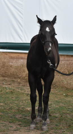 HorseID: 2307534 Callmea Twisted Rebel - PhotoID: 1091493