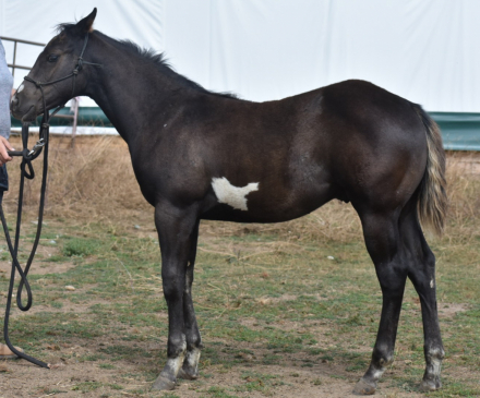 HorseID: 2307534 Callmea Twisted Rebel - PhotoID: 1091494