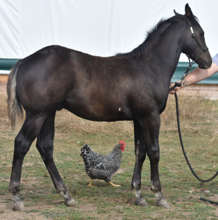 HorseID: 2307534 Callmea Twisted Rebel - PhotoID: 1091495