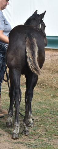 HorseID: 2307534 Callmea Twisted Rebel - PhotoID: 1091496