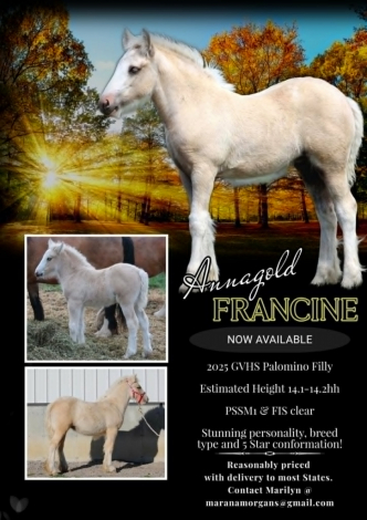 HorseID: 2307535 Annagold Francine - PhotoID: 1092106