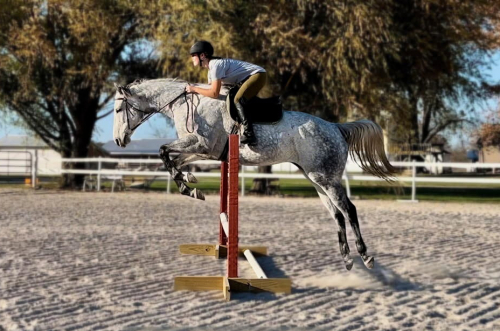 HorseID: 2307549 Tap the Silver - PhotoID: 1091498