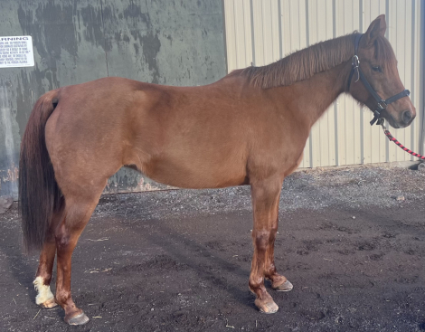 HorseID: 2307551 Tamara DP - PhotoID: 1091499