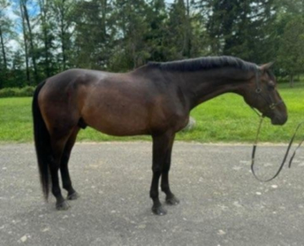 HorseID: 2307555 Orlando - PhotoID: 1091501