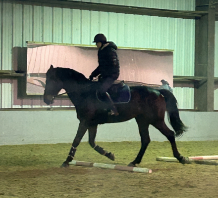 HorseID: 2307555 Orlando - PhotoID: 1091604