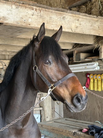 HorseID: 2307555 Orlando - PhotoID: 1091605