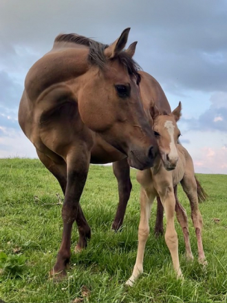 HorseID: 2307557 Chisums Tyree Poco - PhotoID: 1091503