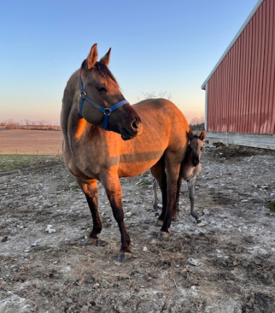 HorseID: 2307557 Chisums Tyree Poco - PhotoID: 1091505