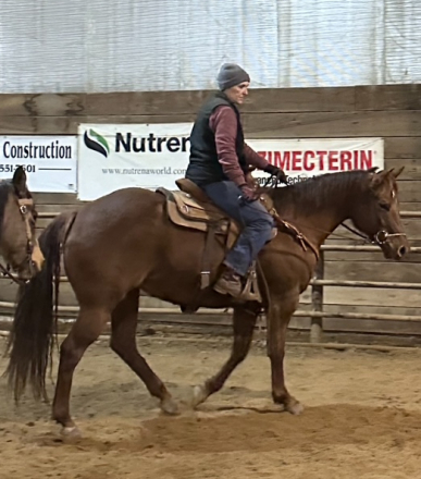 HorseID: 2307558 JSF MISSIN FANCI - PhotoID: 1091507