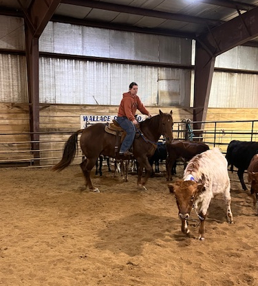 HorseID: 2307558 JSF MISSIN FANCI - PhotoID: 1091508