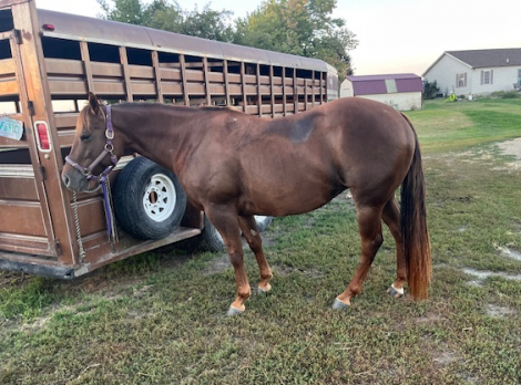 HorseID: 2307558 JSF MISSIN FANCI - PhotoID: 1091509