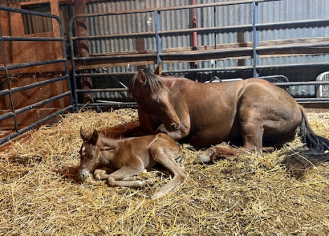 HorseID: 2307558 JSF MISSIN FANCI - PhotoID: 1091510