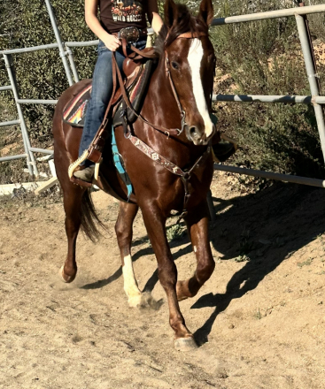 HorseID: 2307560 Arrow - PhotoID: 1091513