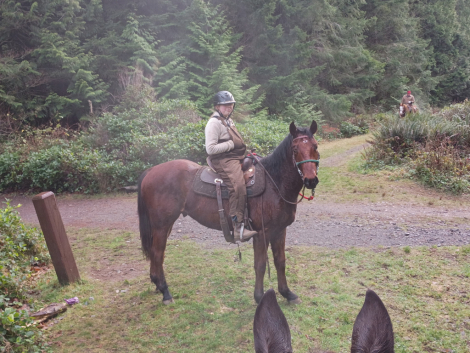 HorseID: 2307564 Bay Wood - PhotoID: 1091518