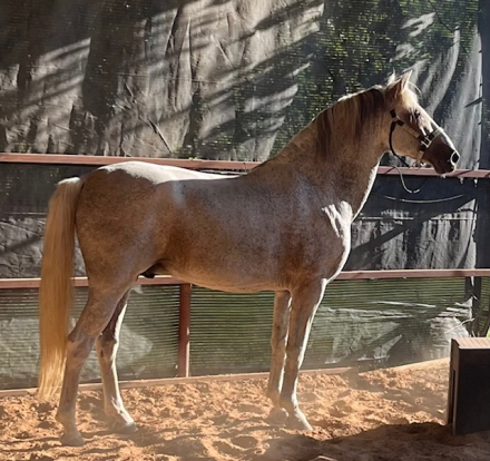 HorseID: 2307571 Goya HGF - PhotoID: 1091523