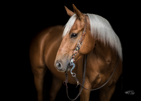 HorseID: 2307578 Hes A Shining Hit Man - PhotoID: 1091525