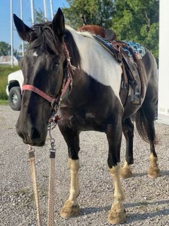 HorseID: 2307580 The Price of Diesel - PhotoID: 1091552