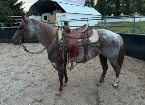 HorseID: 2307583 BRIGHT LIL OLENA - PhotoID: 1091532